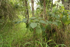Mallotus claoxyloides