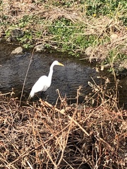 Ardea alba