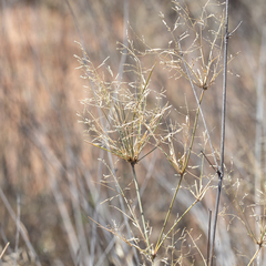 Eragrostis australasica
