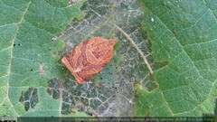 Adoxophyes privatana