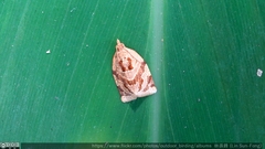 Adoxophyes privatana