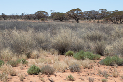 Eragrostis australasica