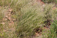 Eragrostis setifolia