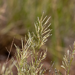 Eragrostis setifolia