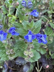 Scutellaria tuberosa