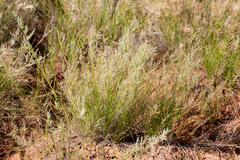 Eragrostis setifolia