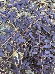 Pellaea andromedifolia