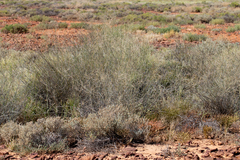 Eragrostis australasica