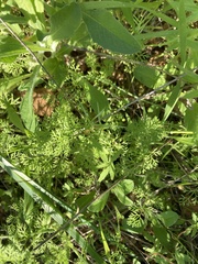 Apiastrum angustifolium