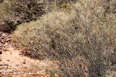 Eragrostis australasica