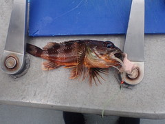 Helicolenus percoides