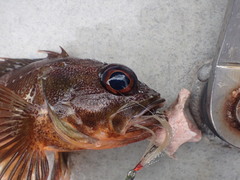 Helicolenus percoides