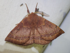 Anthela repleta