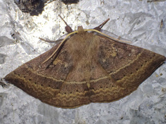Anthela repleta