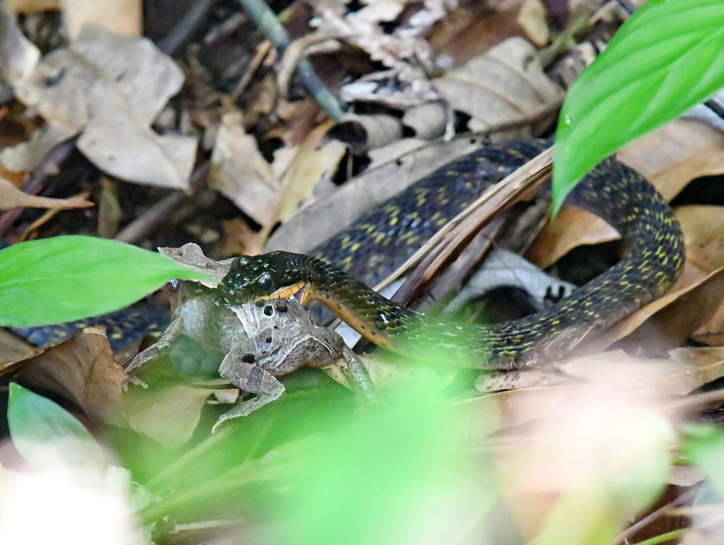 Spotted Water Snake