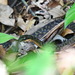 Spotted Water Snake - Photo (c) stefanie_de_win, some rights reserved (CC BY-NC), uploaded by stefanie_de_win
