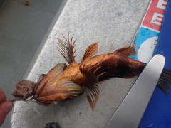 Helicolenus percoides