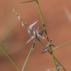 Eragrostis laniflora