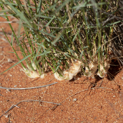 Eragrostis laniflora