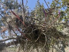 Tillandsia baileyi