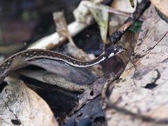 White-Lined Water Snake photo 2