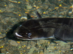 Anguilla dieffenbachii