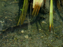 Anguilla dieffenbachii