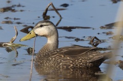 Anas fulvigula image