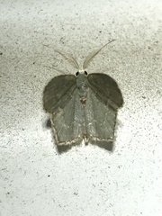 Chloropteryx tepperaria