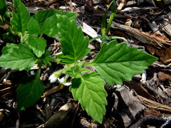 Solanum nitidibaccatum