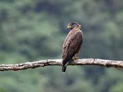 Spilornis holospilus