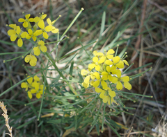 Erysimum asperum