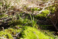 Isoetes melanopoda