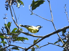 Periparus elegans