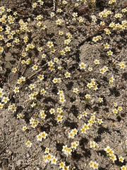 Leptosiphon lemmonii