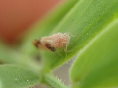 Aphalaroida pithecolobia