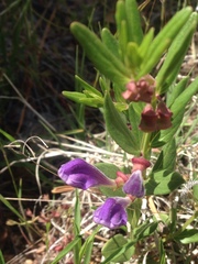 Scutellaria brittonii