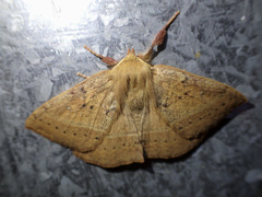Anthela repleta