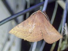 Anthela repleta