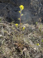 Castilleja kraliana