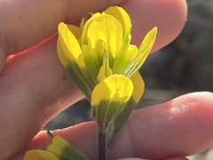 Castilleja kraliana