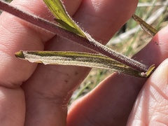 Castilleja kraliana