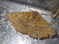 Anthela repleta