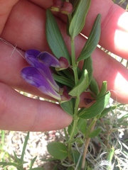Scutellaria brittonii