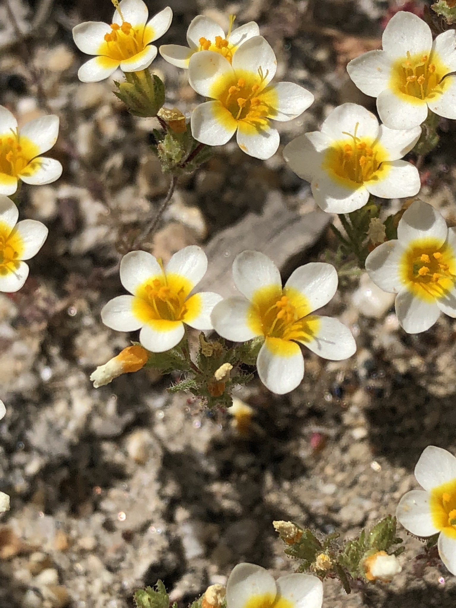 Leptosiphon lemmonii