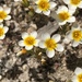 Lemmon's Linanthus - Photo (c) Michael G. Simpson, some rights reserved (CC BY-NC), uploaded by Michael G. Simpson