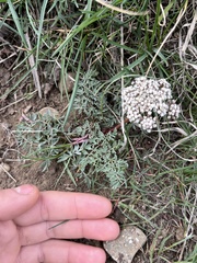 Lomatium canbyi