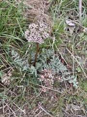 Lomatium canbyi