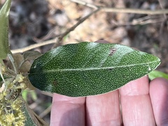 Croton alabamensis