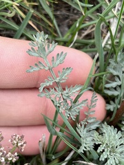 Lomatium canbyi